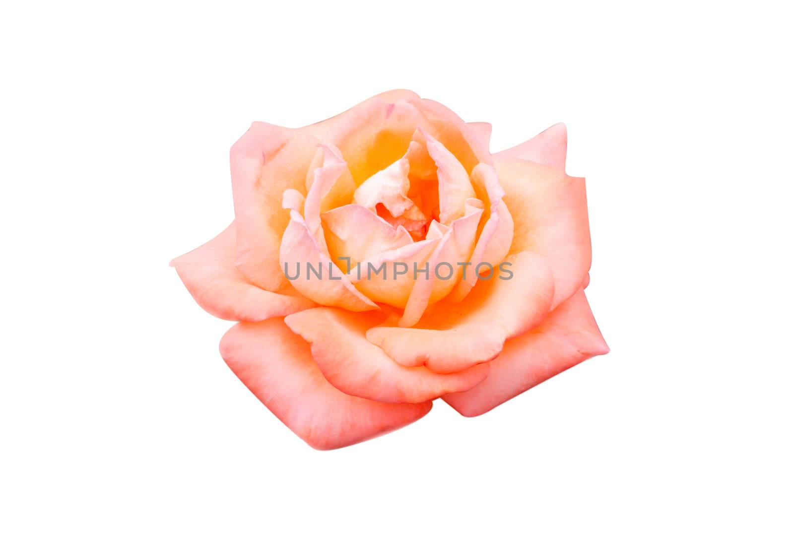 Beautiful sweet orange rose bud flower isolated on white backgro by pt.pongsak@gmail.com