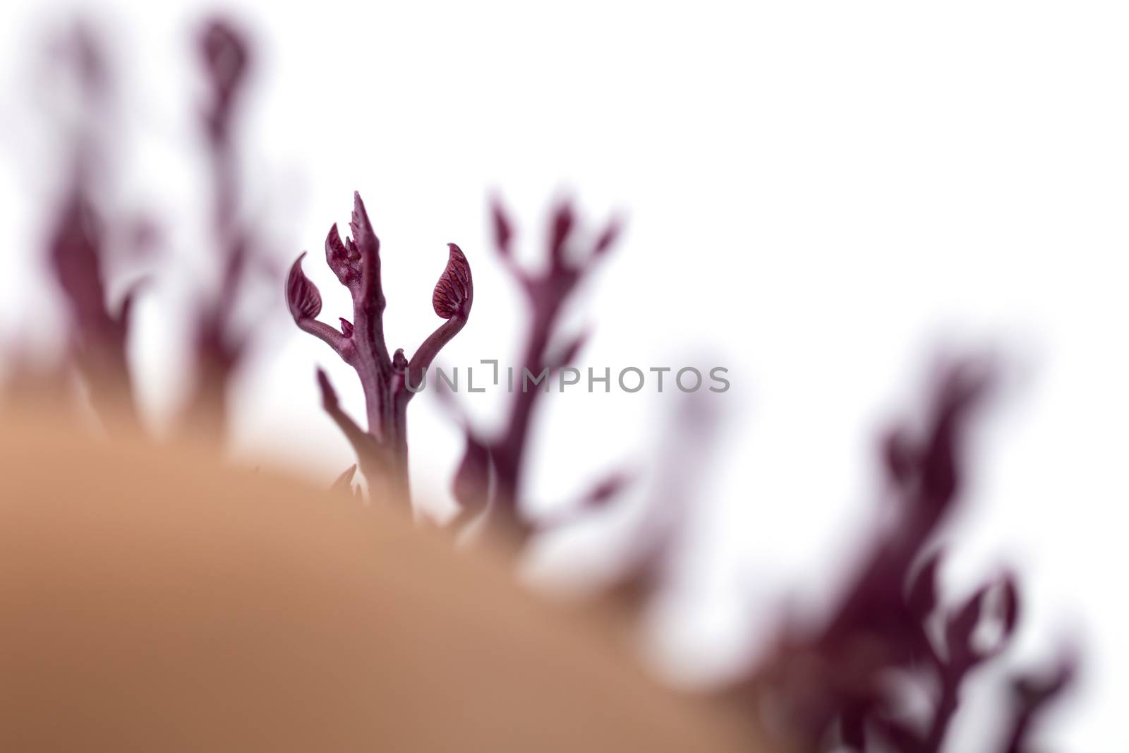 little sprouts of germinated pink potato or sweet potato, close up photography, selective focus, baby new life growing naturally