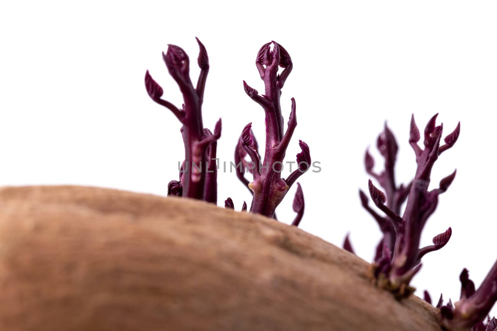 little sprouts of germinated pink potato or sweet potato, close up photography, selective focus, baby new life growing naturally