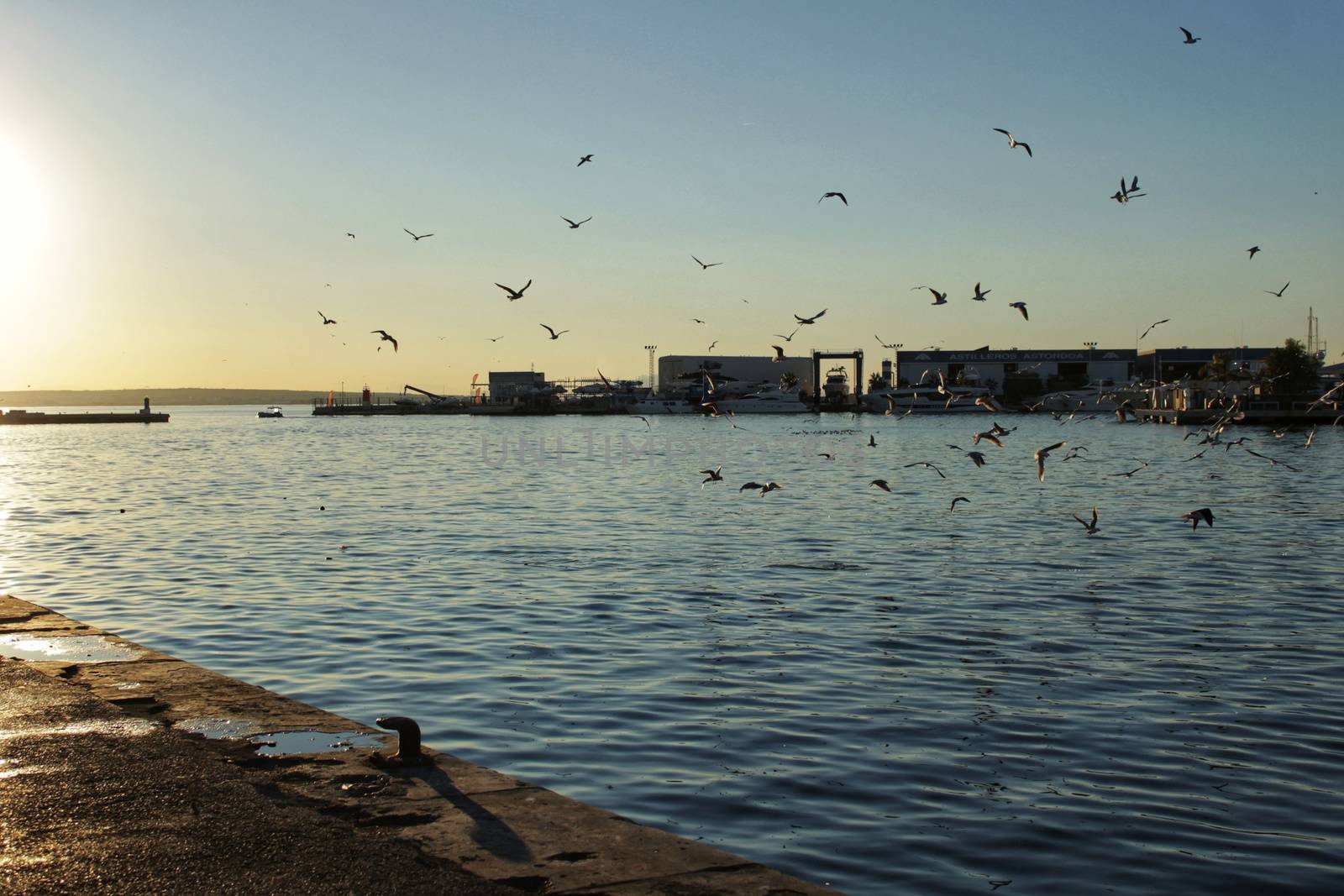 Seagulls in the port of Santa Pola, Alicante. Spain.