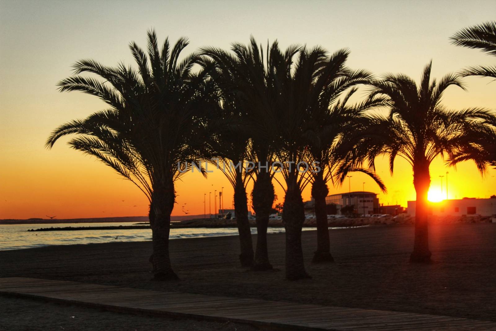 Sunset in an oasis of palm trees on the beach in southern Spain by soniabonet