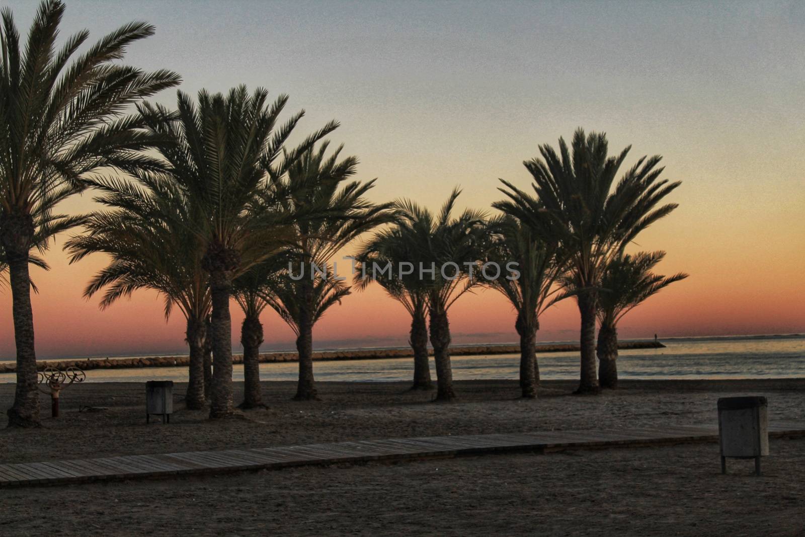 Sunset in an oasis of palm trees on the beach in southern Spain