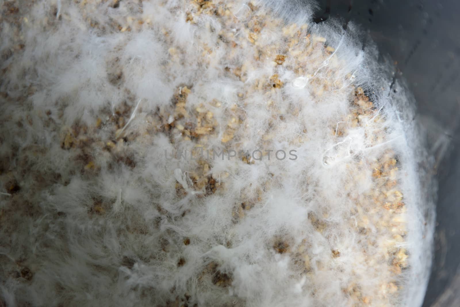 Closeup to Fungi microorganism Termites in the Bin