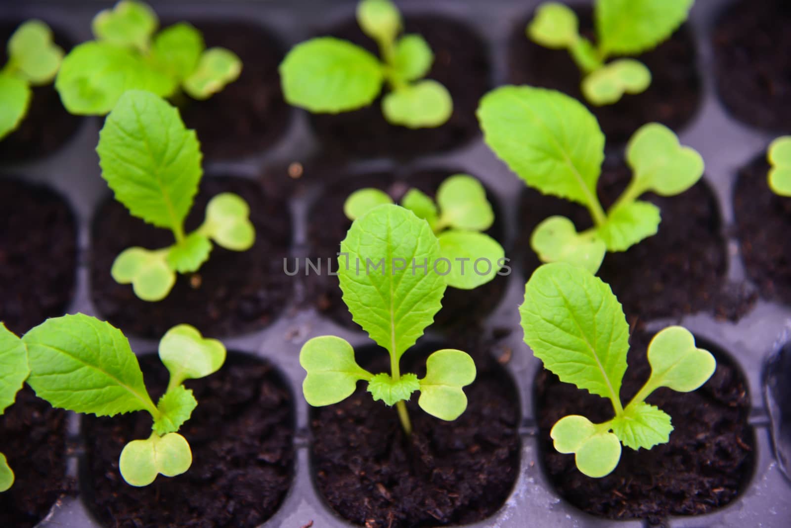 Seedlings of Chinese cabbage in Nursery tray