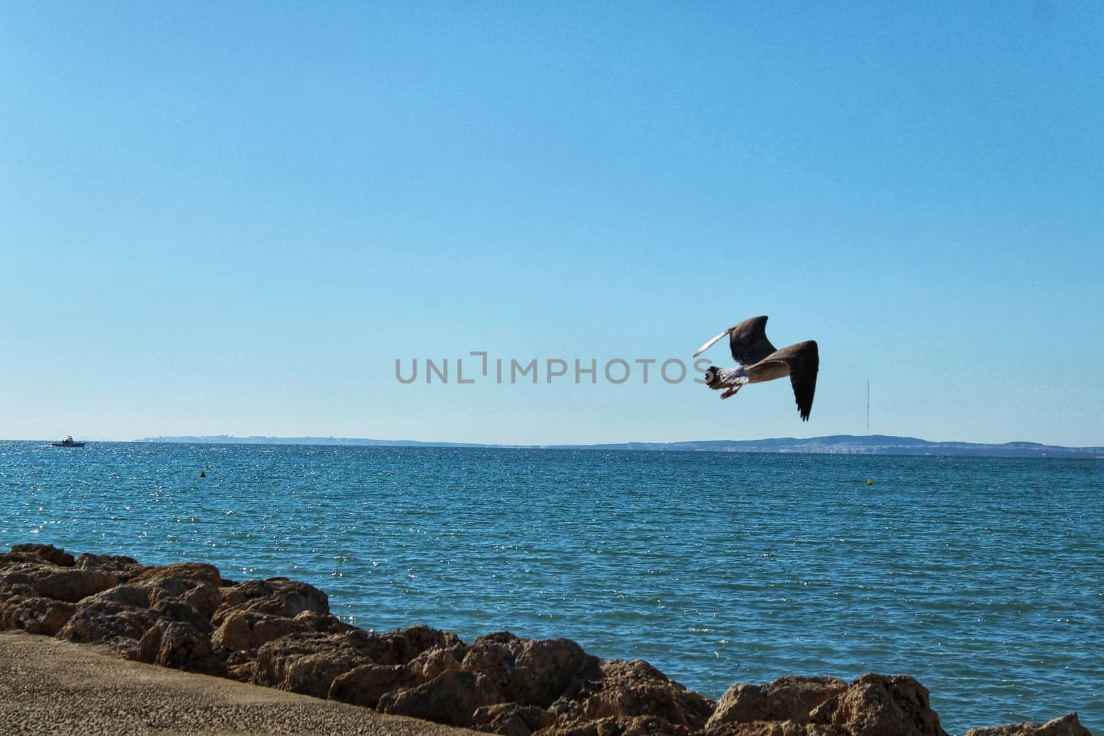 Seagull and breakwater under the sun in Santa Pola, Spain