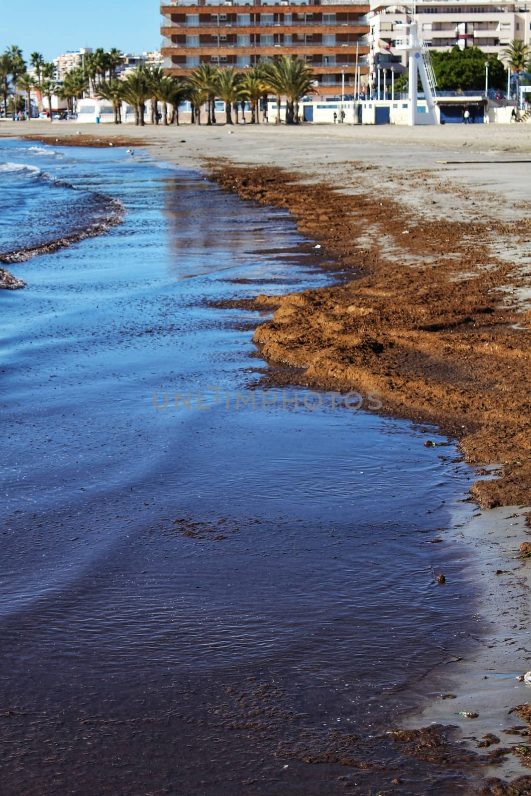 Oceanic Posidonia remains on the shore after the storm in Santa Pola, Spain