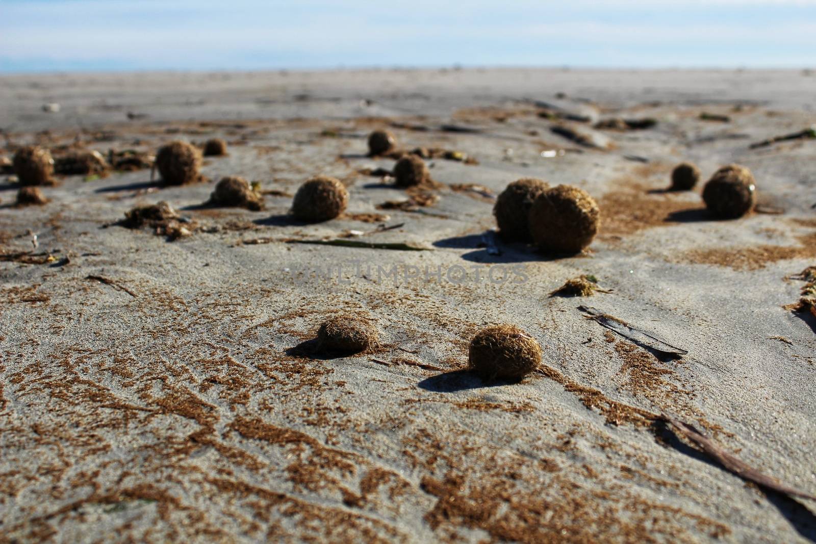 Dry oceanic posidonia seaweed balls on the beach and sand texture in a sunny day in winter