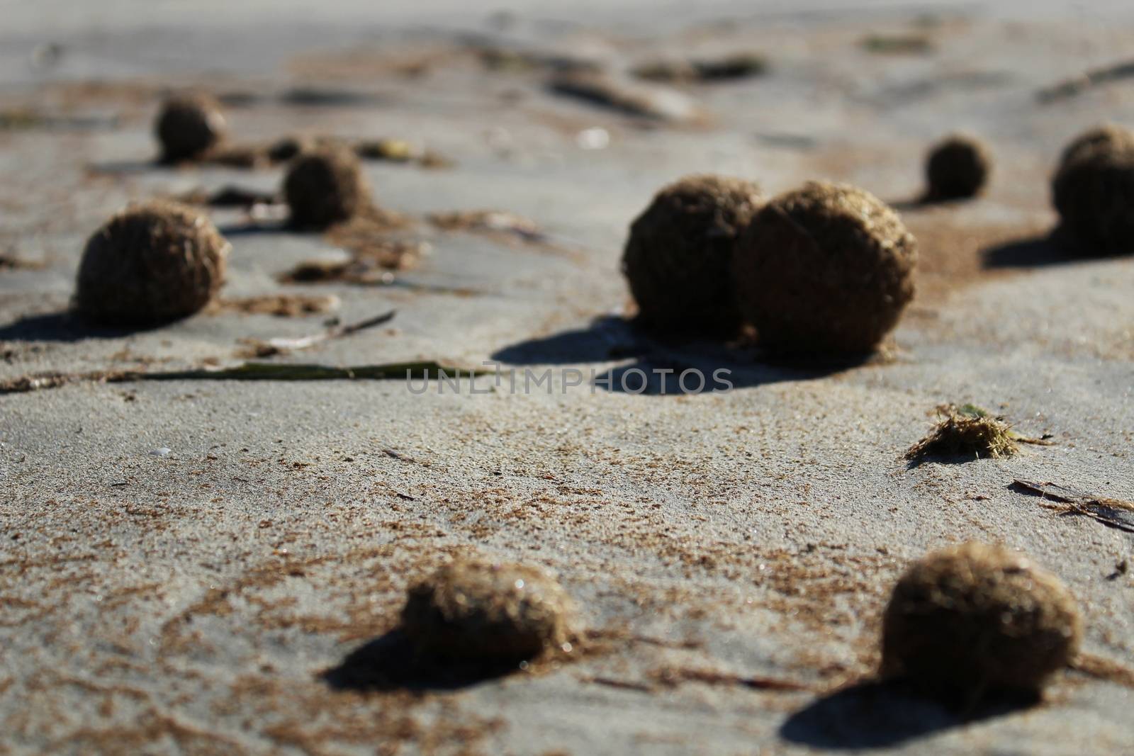 Dry oceanic posidonia seaweed balls on the beach and sand texture in a sunny day in winter