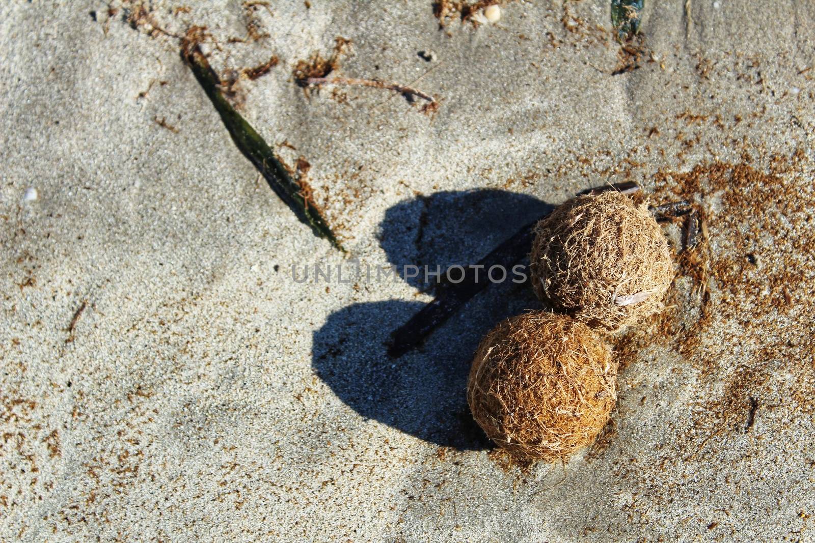 Dry oceanic posidonia seaweed balls on the beach and sand textur by soniabonet