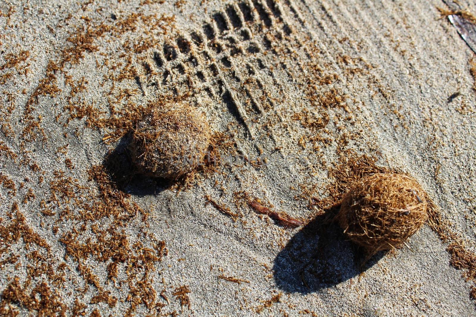 Dry oceanic posidonia seaweed balls on the beach and sand textur by soniabonet