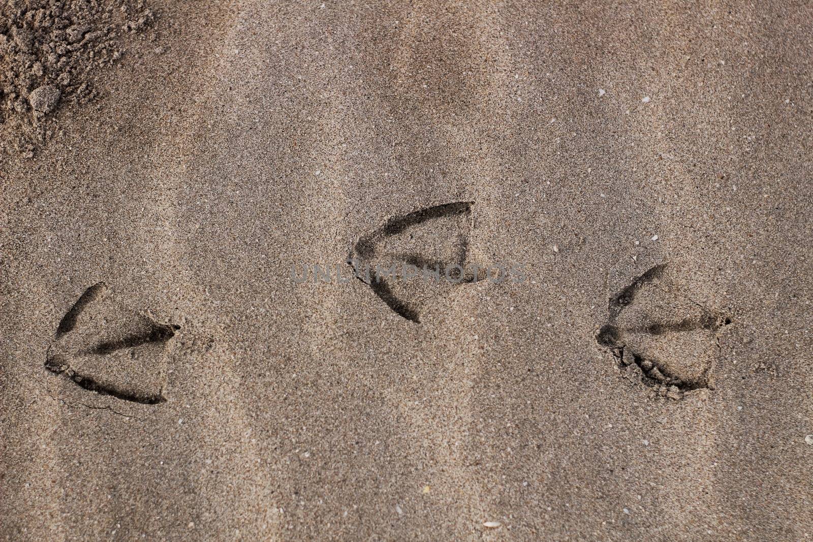 Gull footprints by the sand on the beach