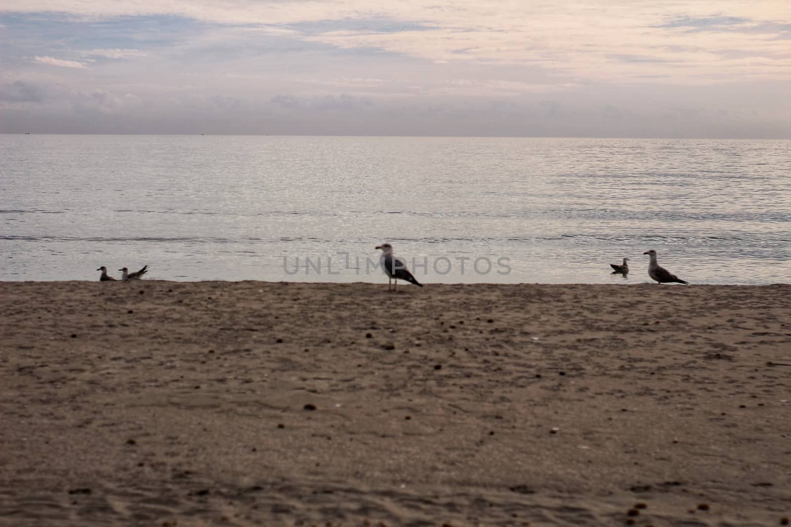 Seagulls on the sand on the beach