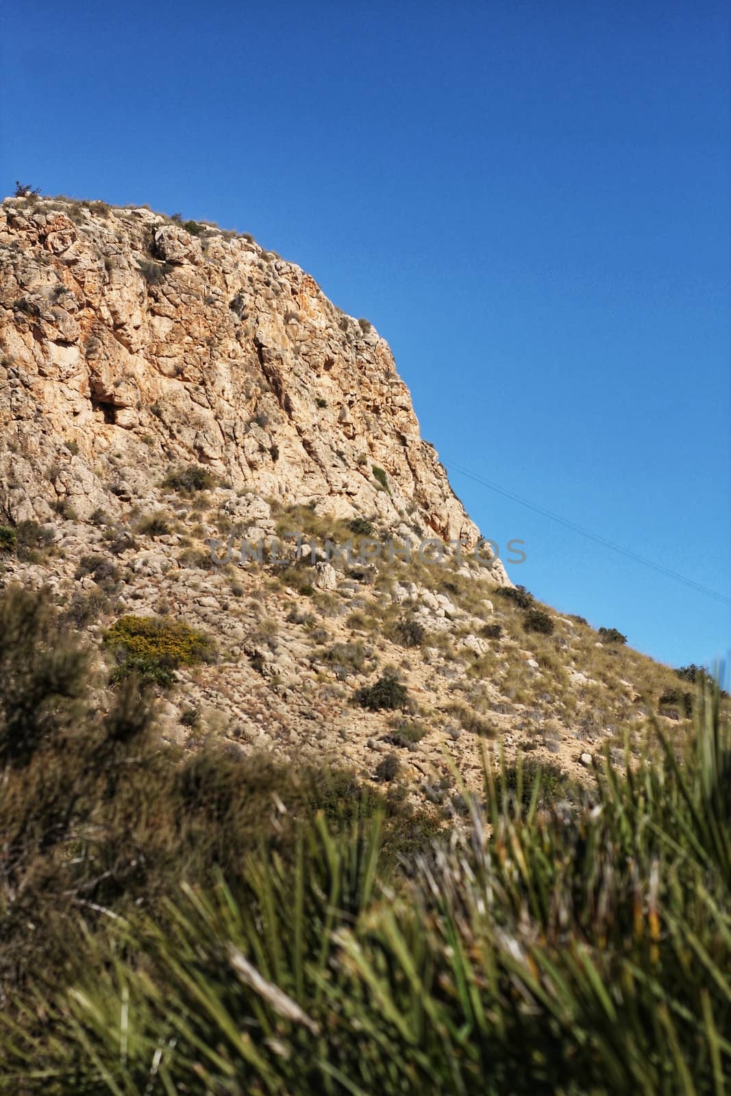 Vegetation in cliffs of the Alicante coast