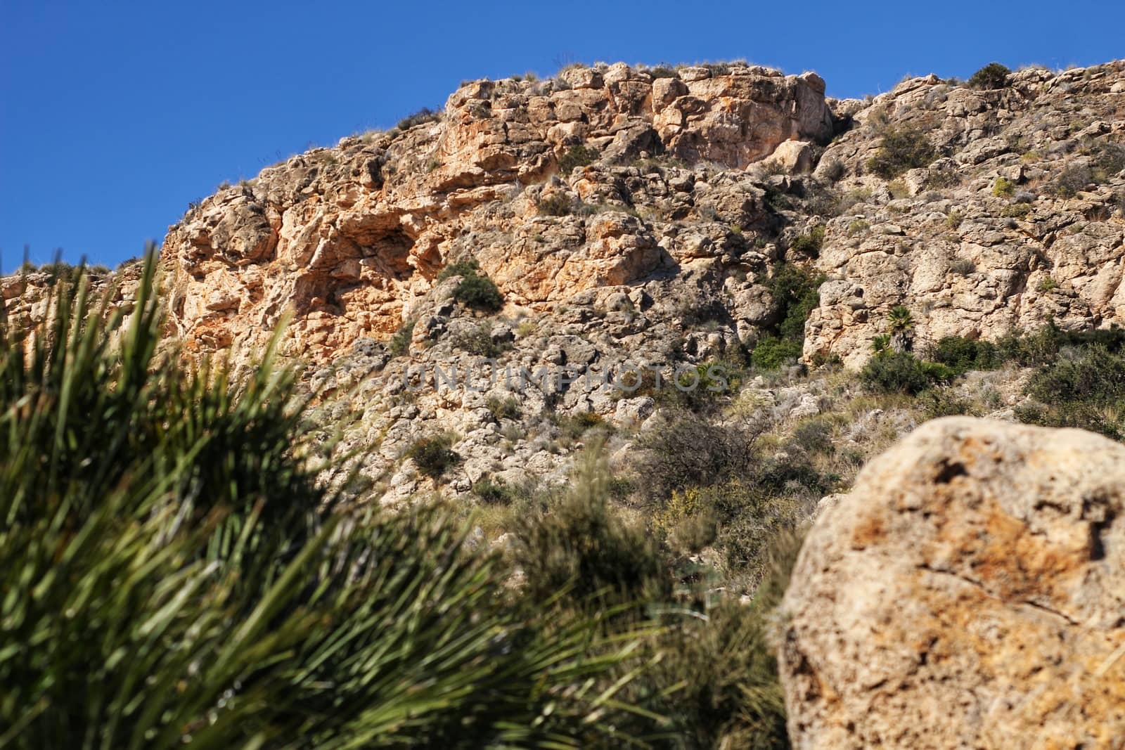 Vegetation in cliffs of the Alicante coast