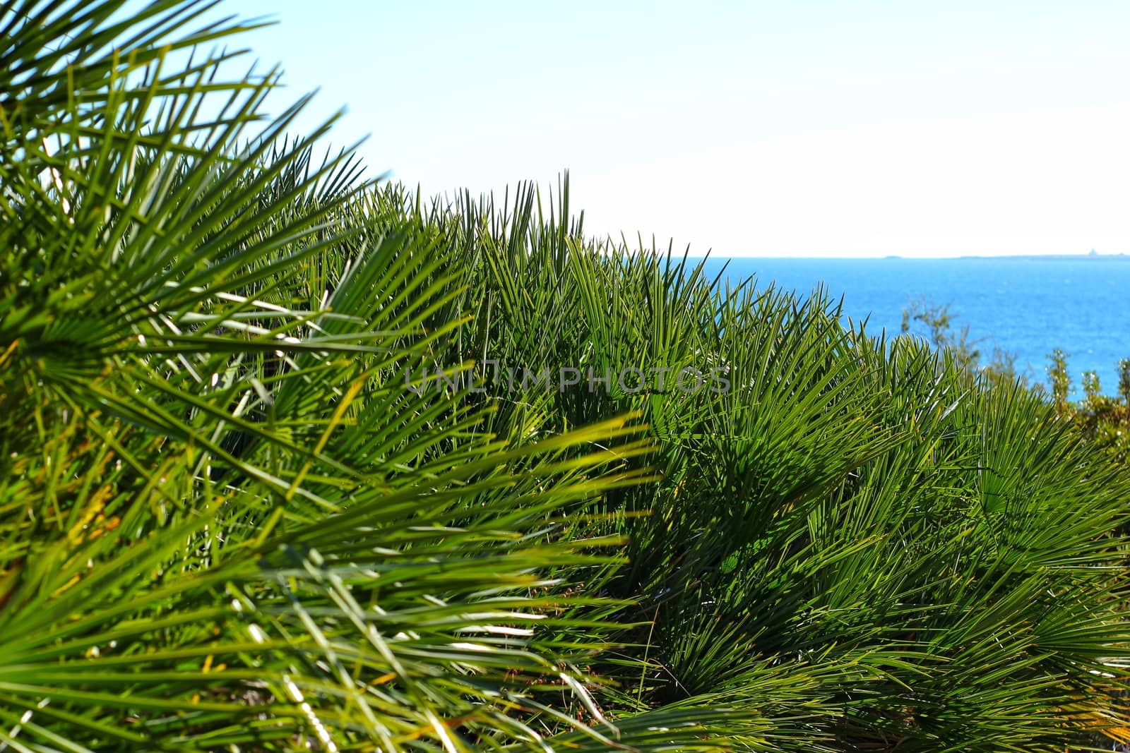 Green vegetation in the coastline of Alicante