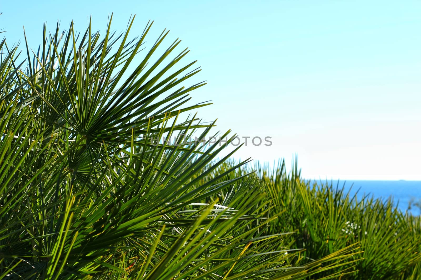 Green vegetation in the coastline of Alicante
