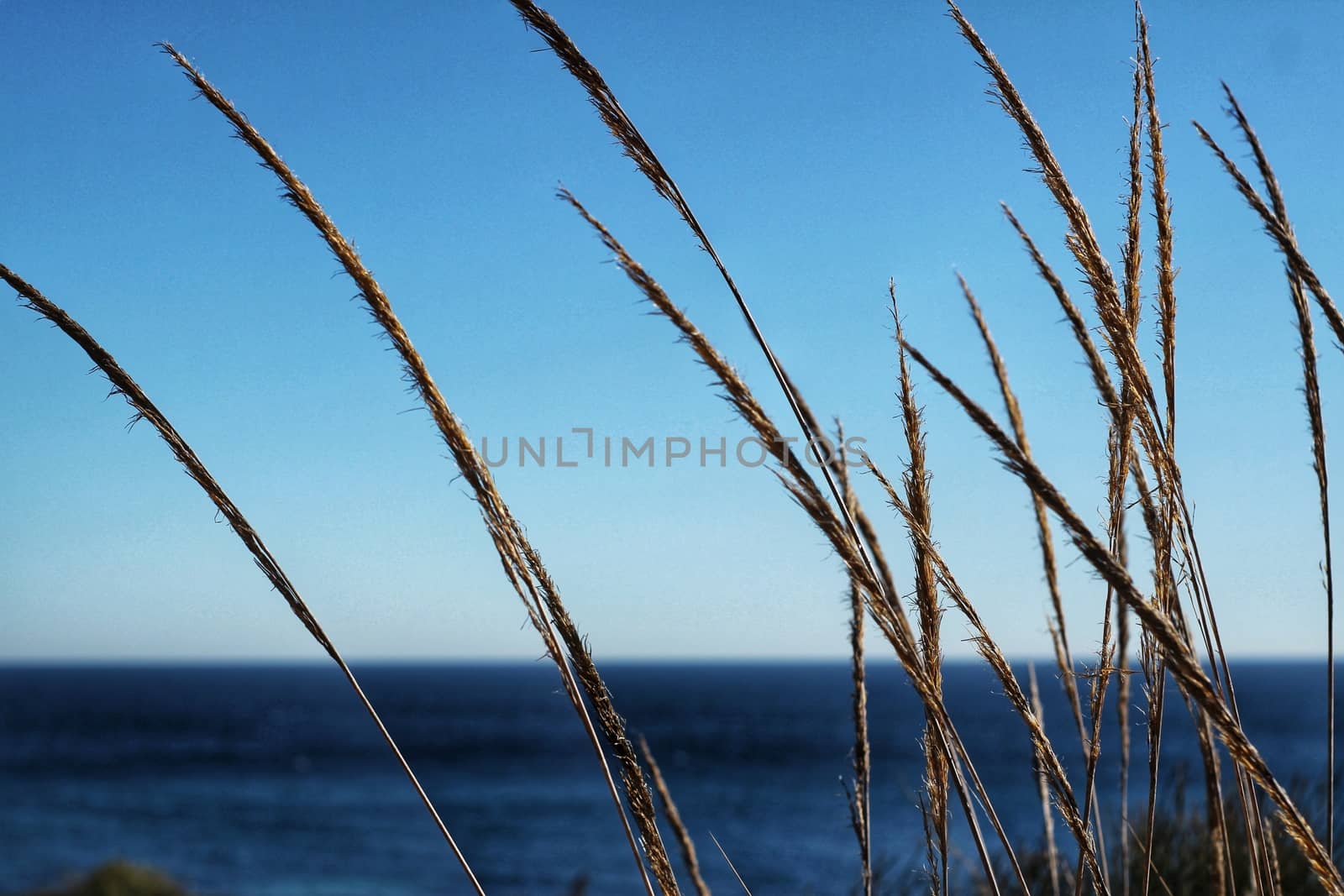 Macrochloa Tenacissima plant in the mountain by soniabonet