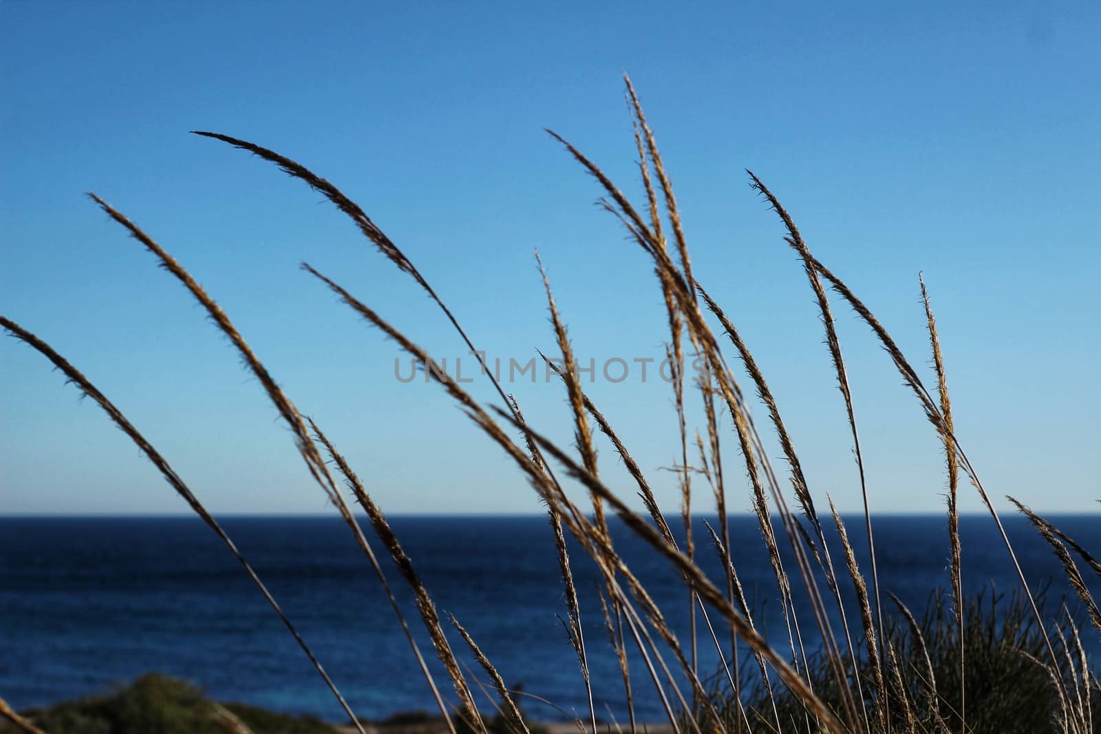 Macrochloa Tenacissima plant in the mountain