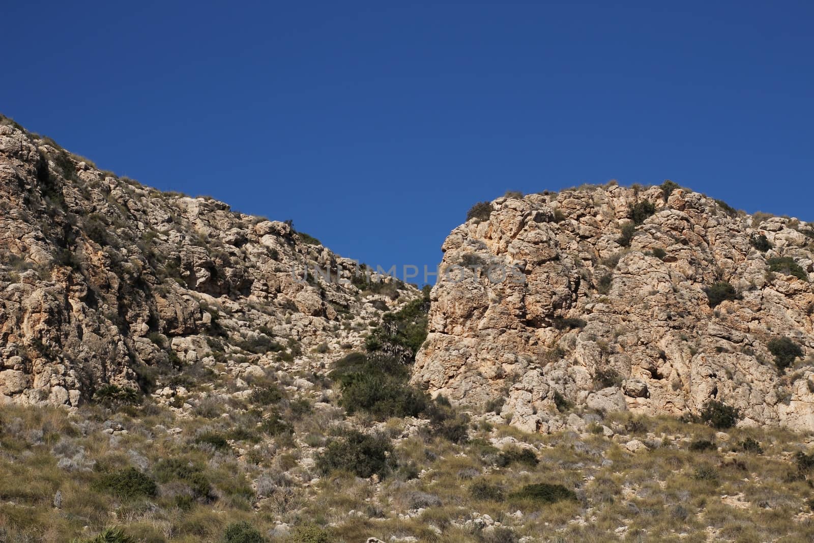 Vegetation in cliffs of the Alicante coast