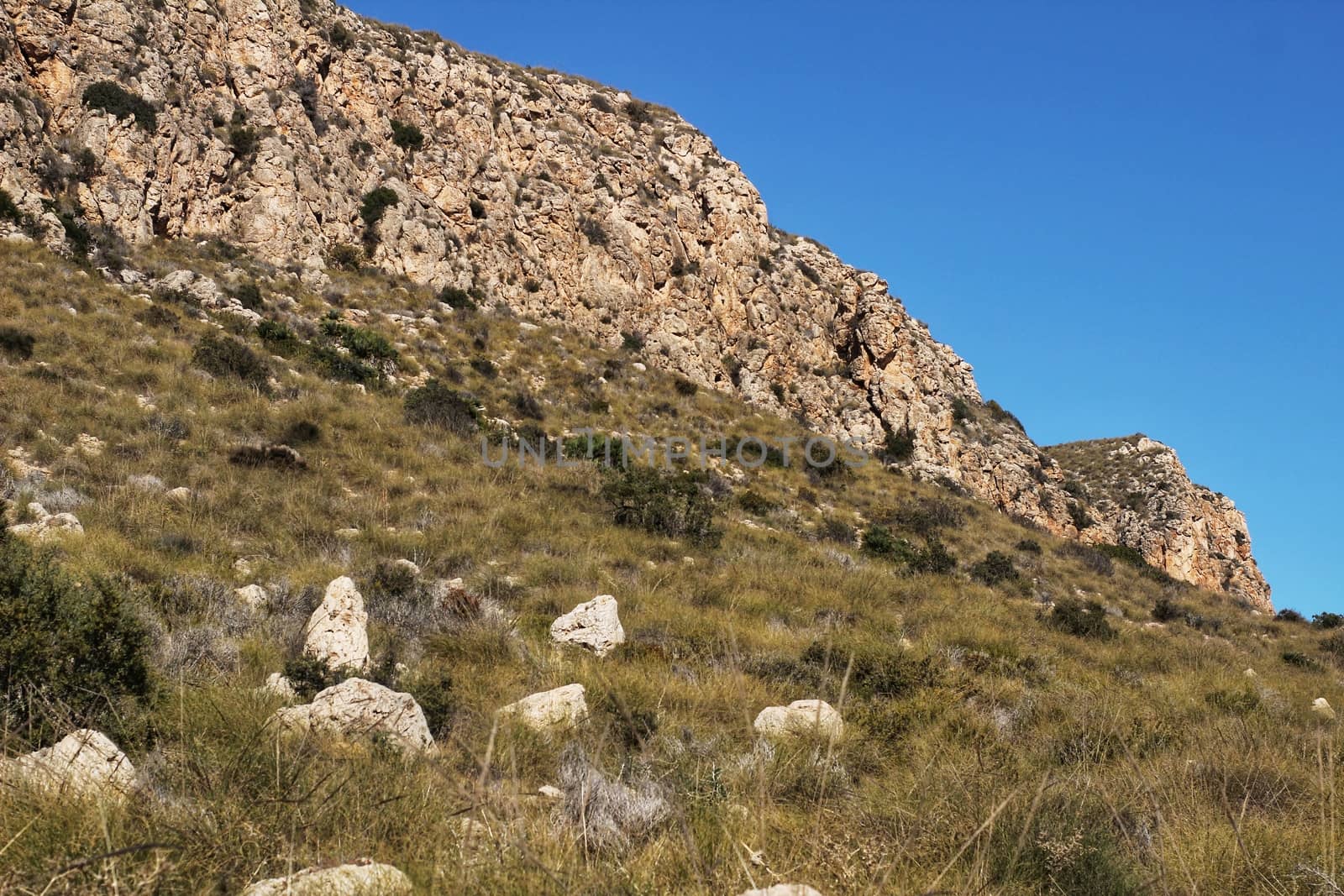 Vegetation in cliffs of the Alicante coast