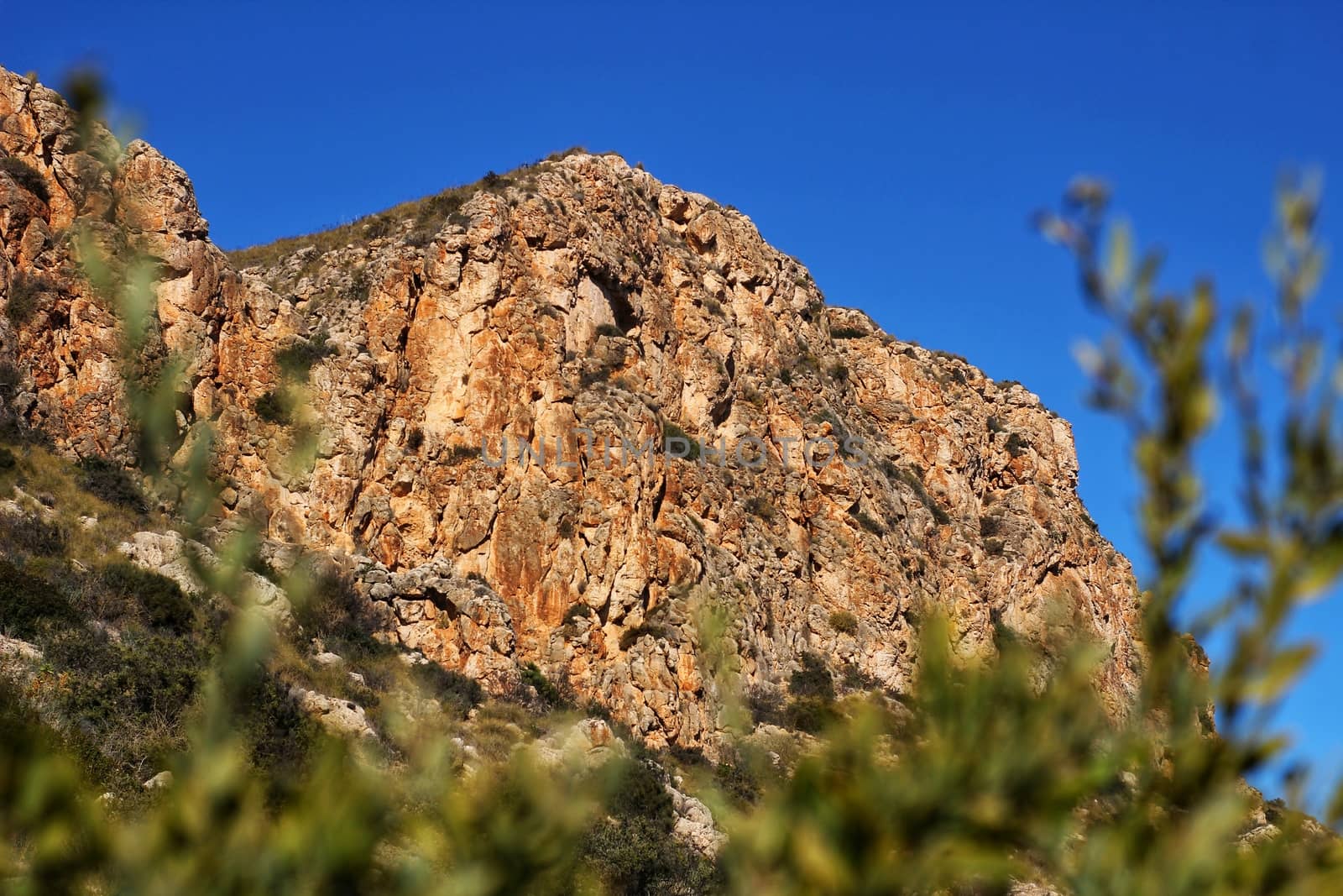 Vegetation in cliffs of the Alicante coast by soniabonet