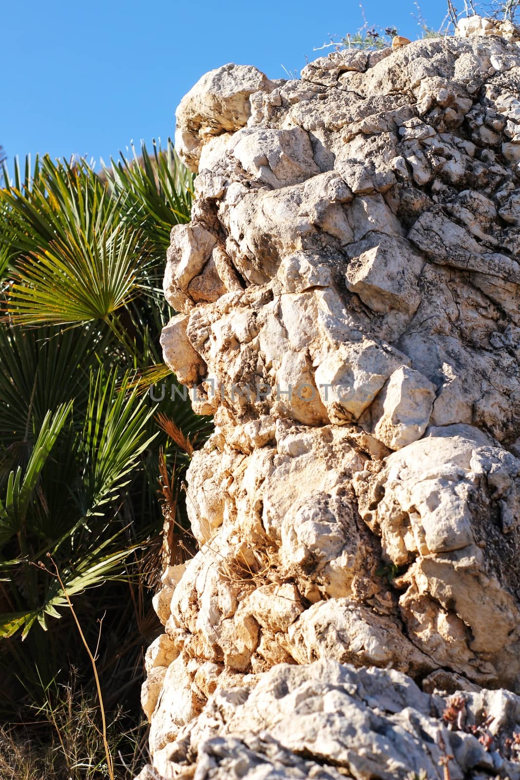 Vegetation in cliffs of the Alicante coast