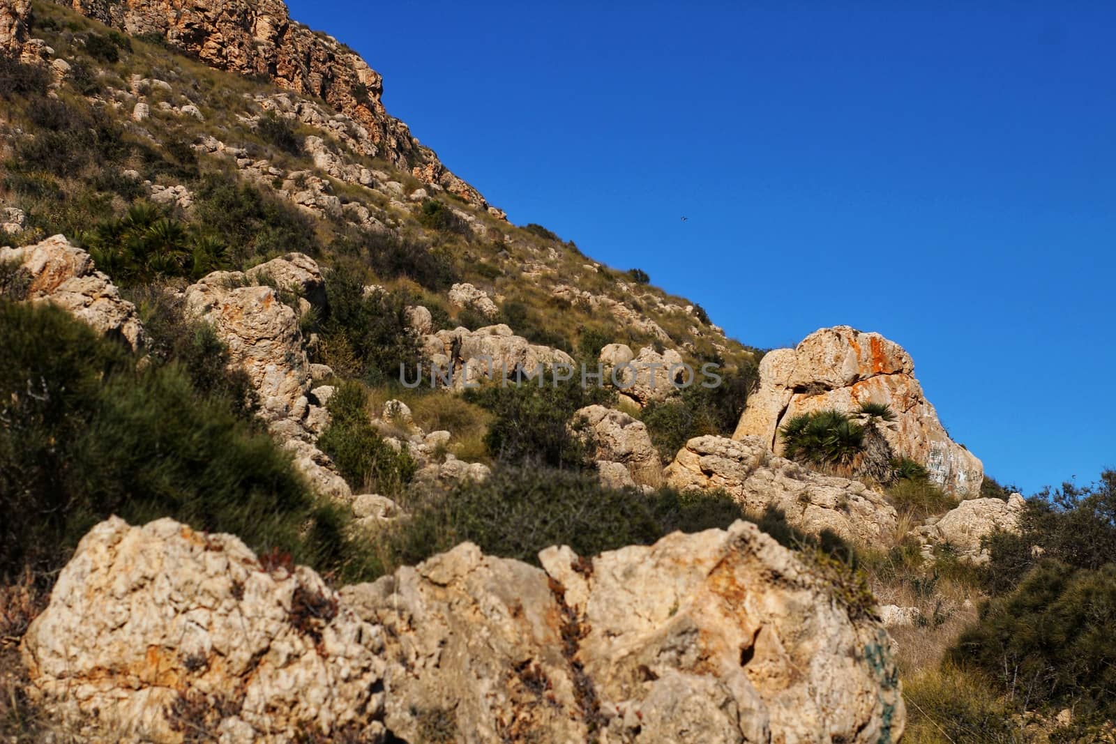 Vegetation in cliffs of the Alicante coast by soniabonet