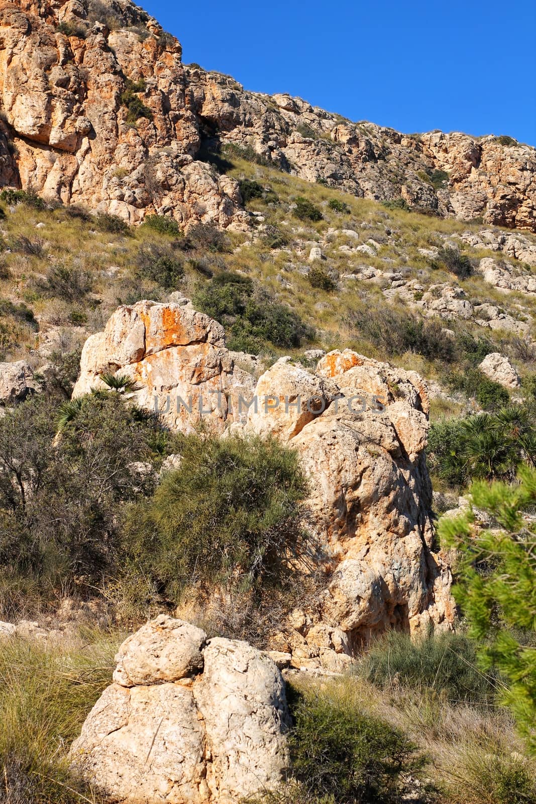 Vegetation in cliffs of the Alicante coast