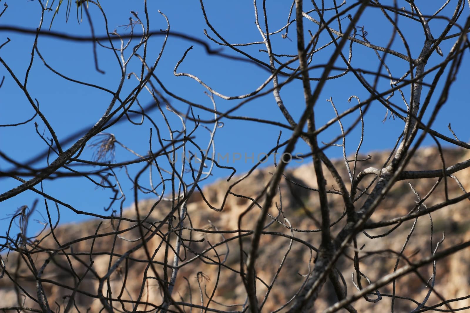 Dry tree branches texture in the mountain