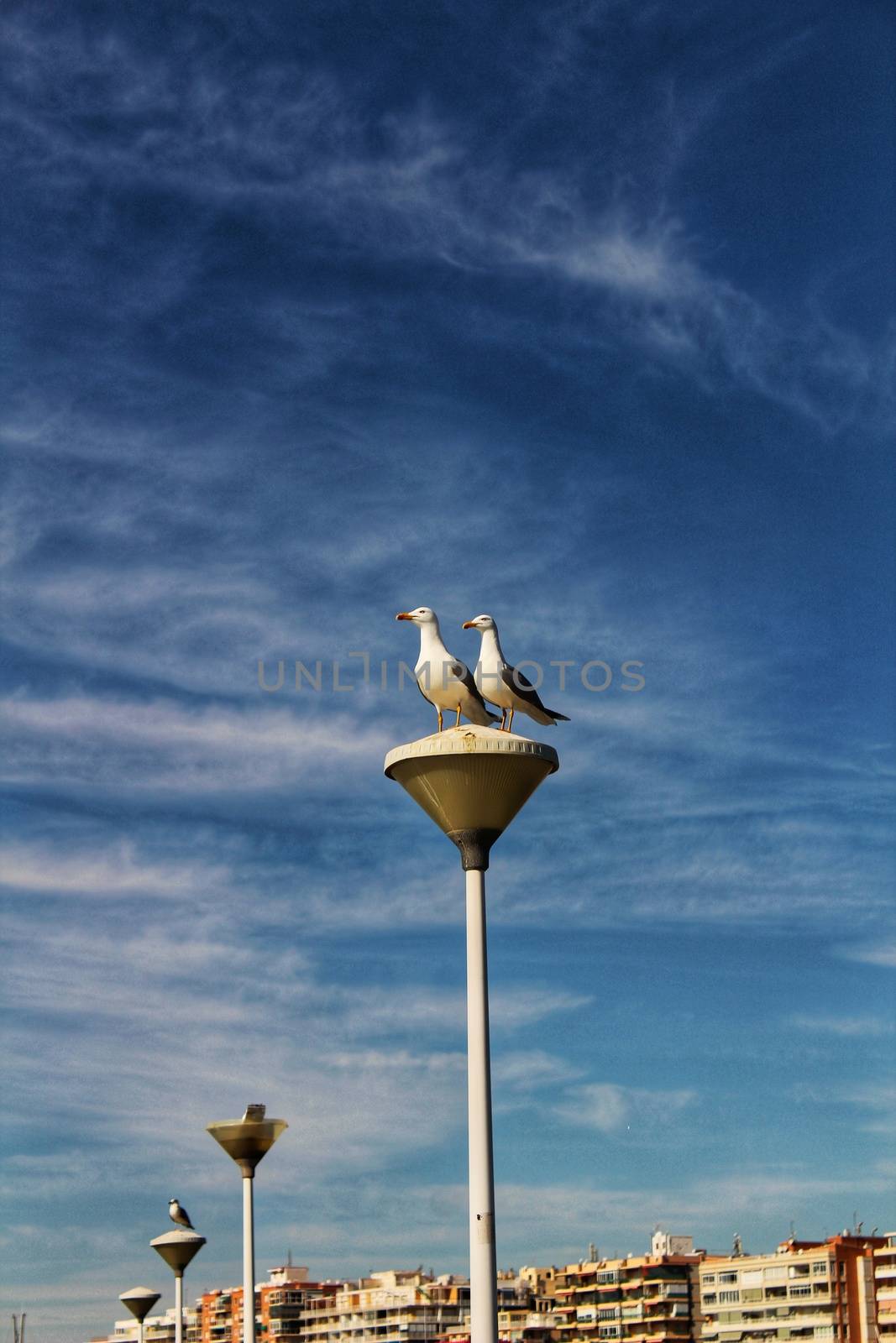 Couple of seagulls perched on a lamppost in the harbor of Santa Pola, Alicante