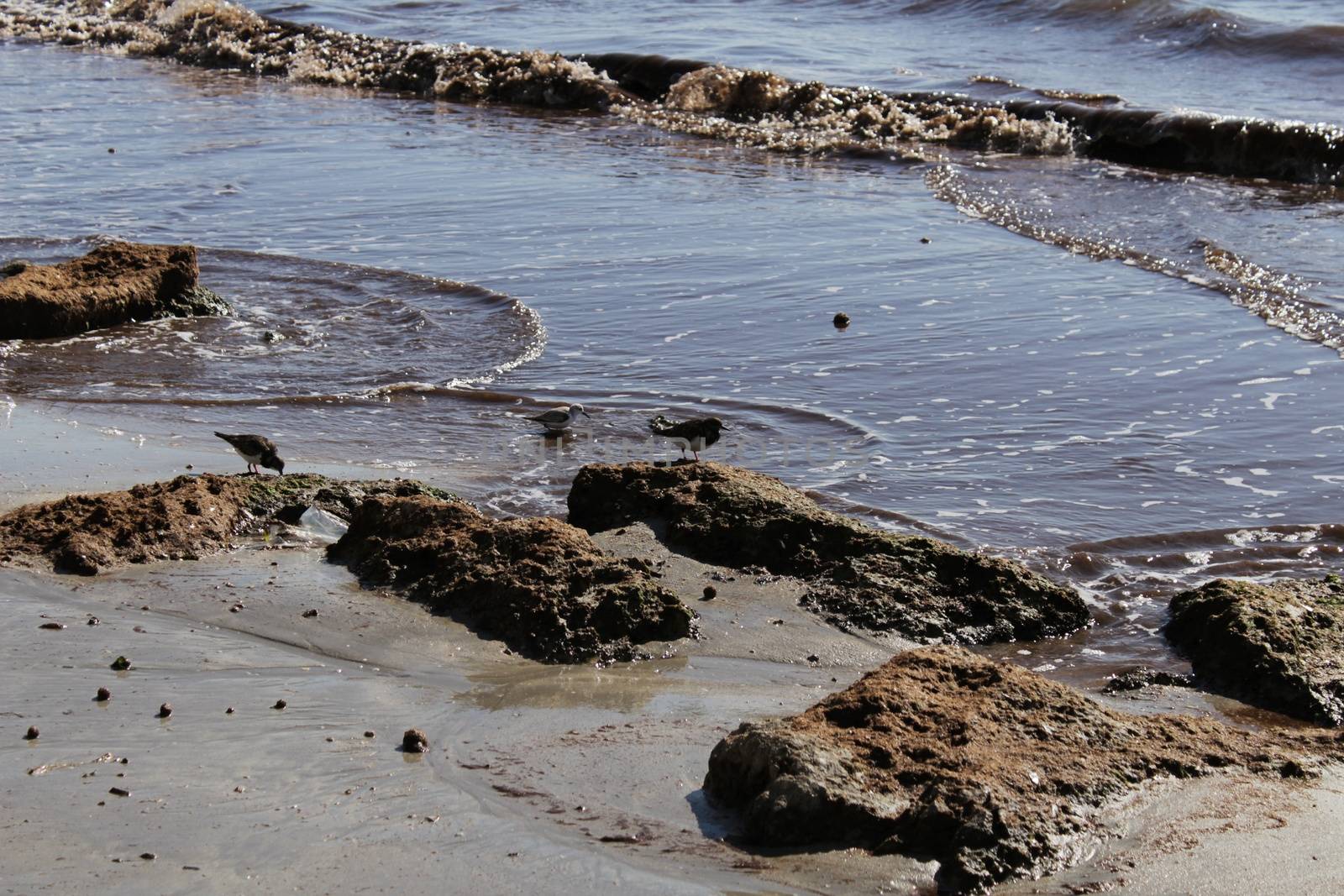 Birds on the shore in the morning