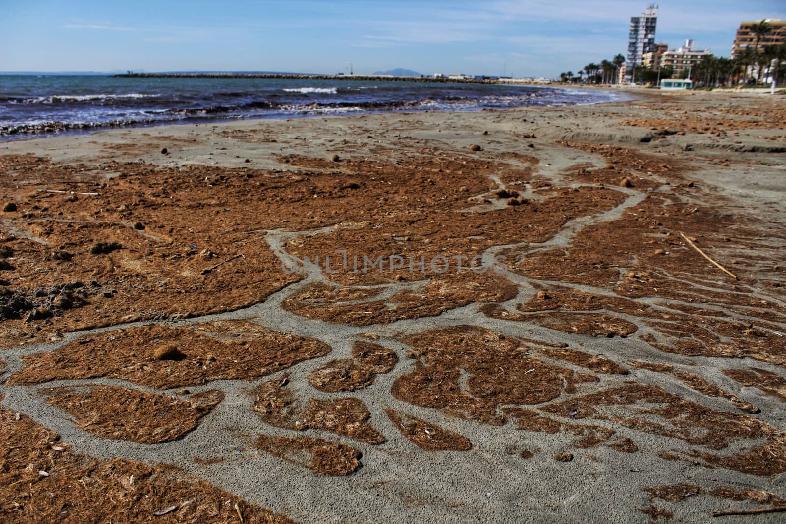Oceanic Posidonia remains on the shore after the storm in Santa Pola, Spain