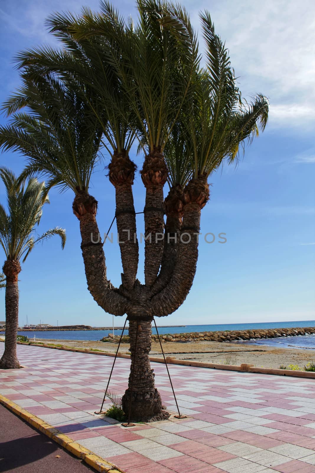 Beautiful five-arm palm tree on the promenade of Santa Pola, Alicante