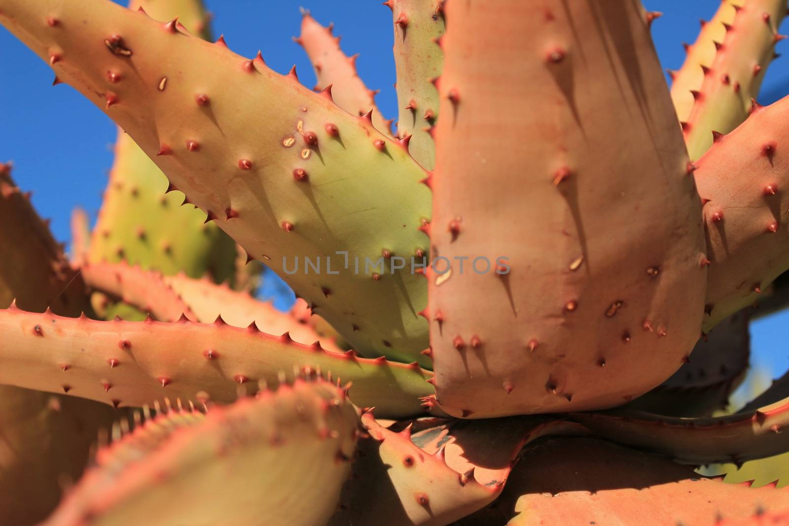 Aloe Ferox plant under blue sky