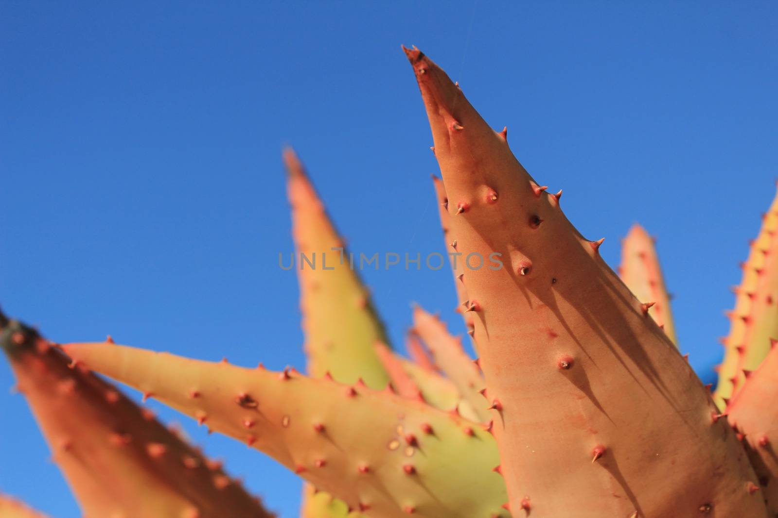 Aloe Ferox plant under blue sky
