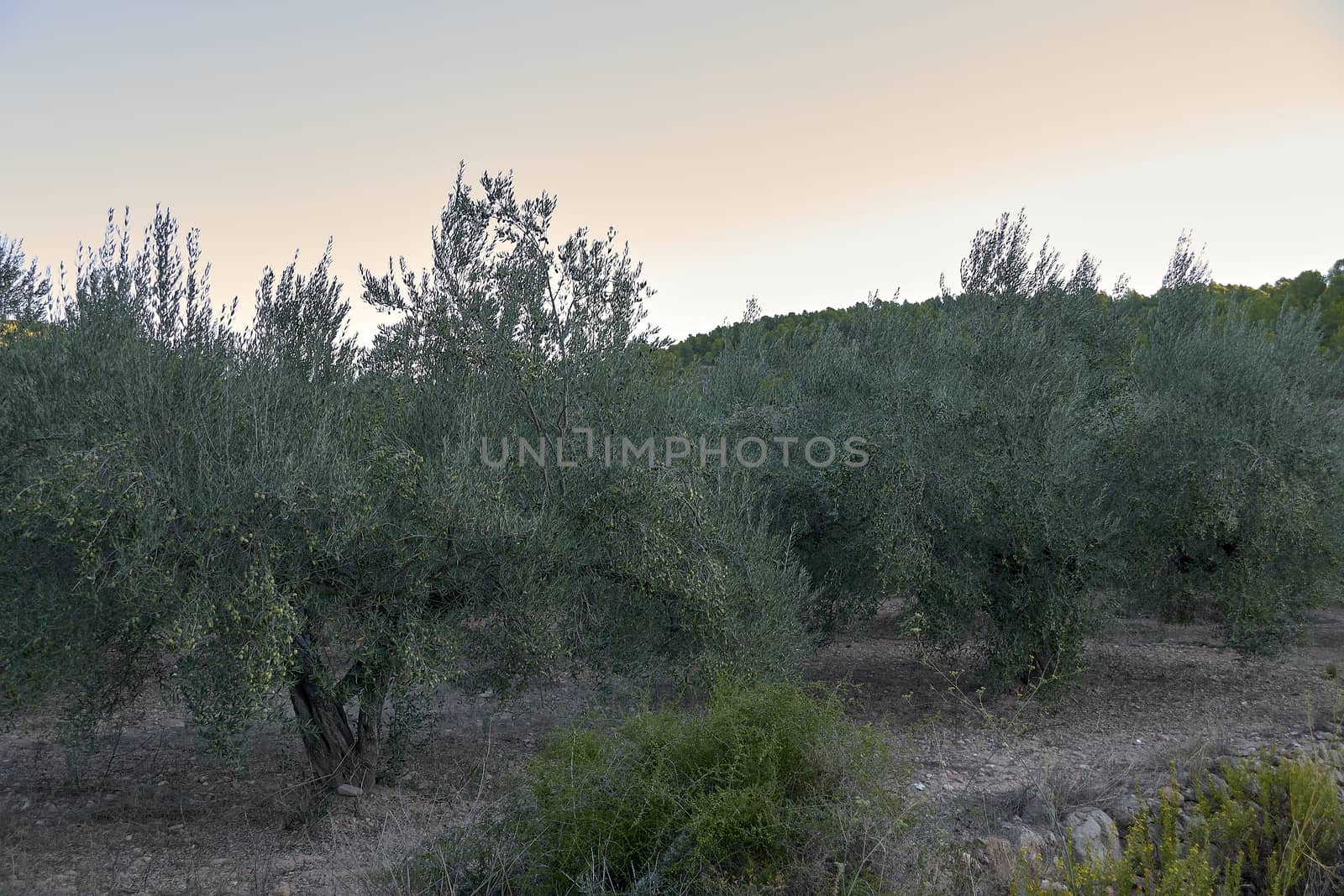 Olive groves full of olives for harvest by raul_ruiz