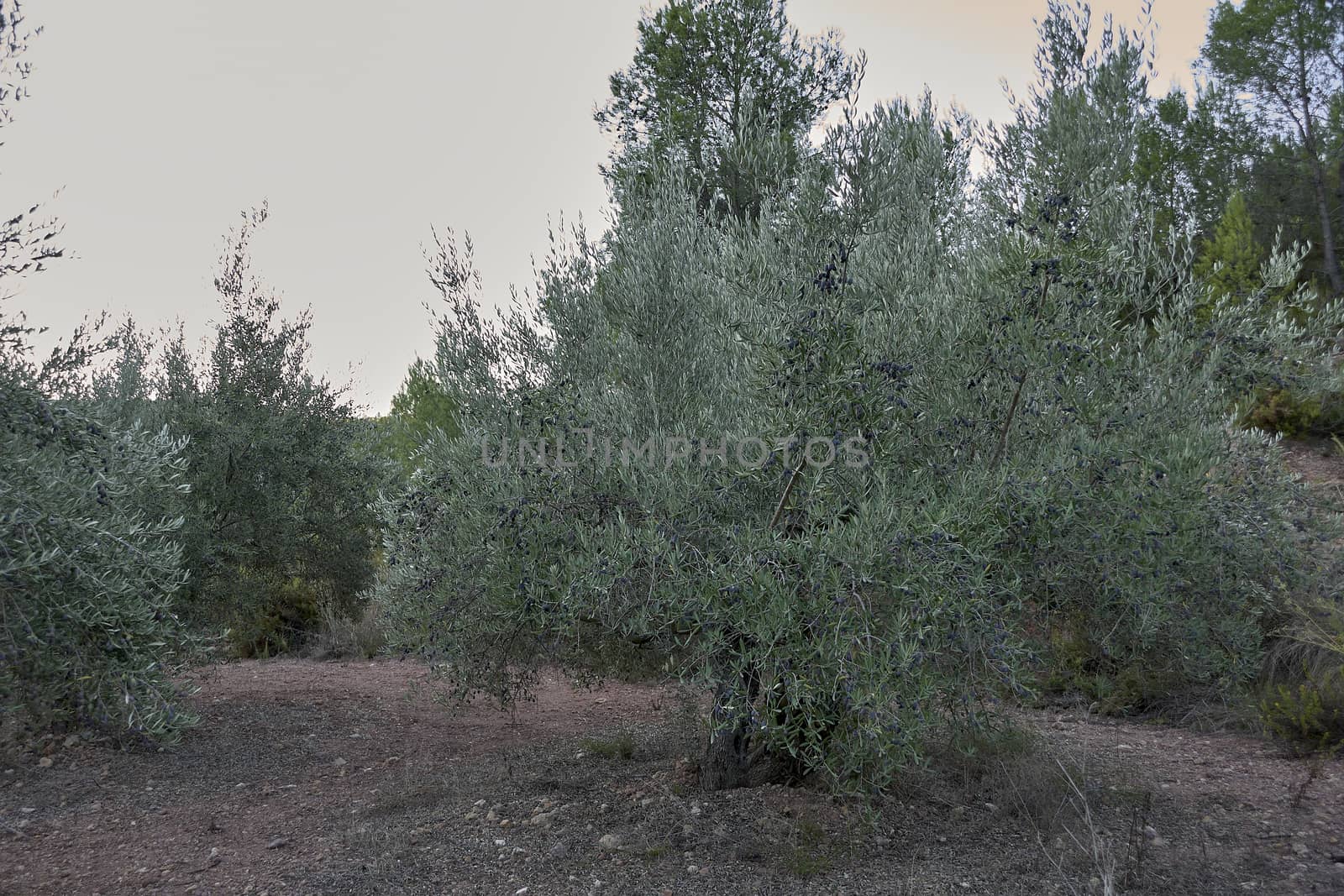 Olive fields full of olives for harvest, organic farming, centenary trees