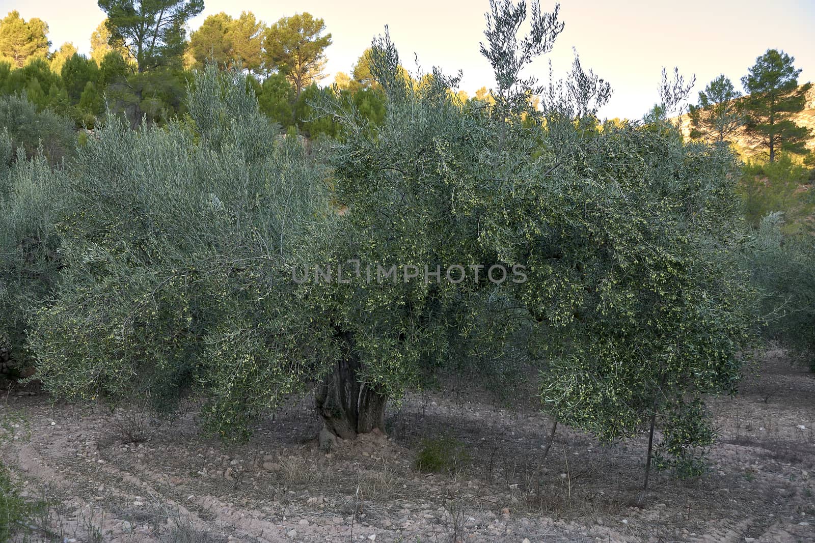 Olive groves full of olives for harvest by raul_ruiz