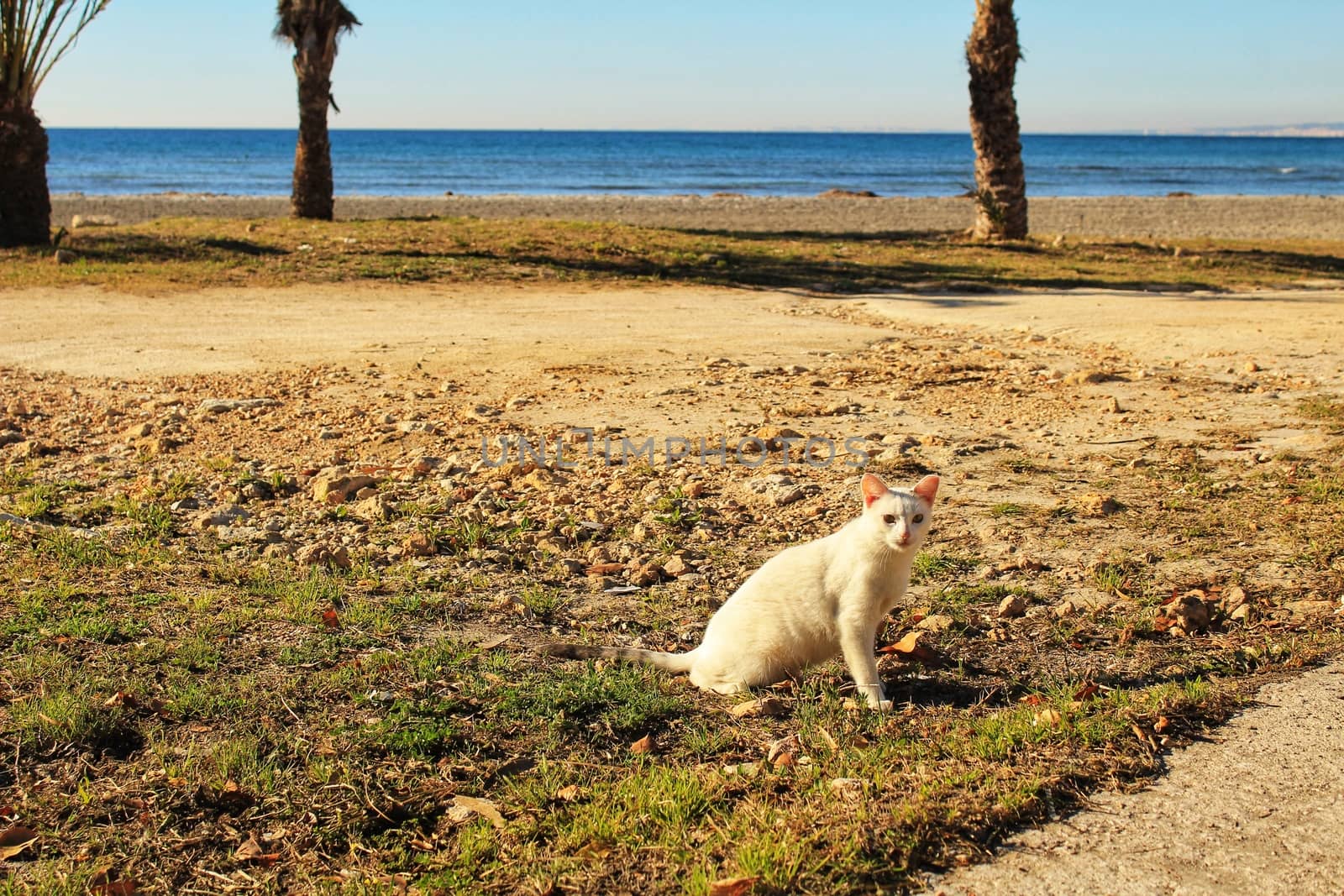 Cat resting under the sun on a sunny day in Santa Pola, Spain