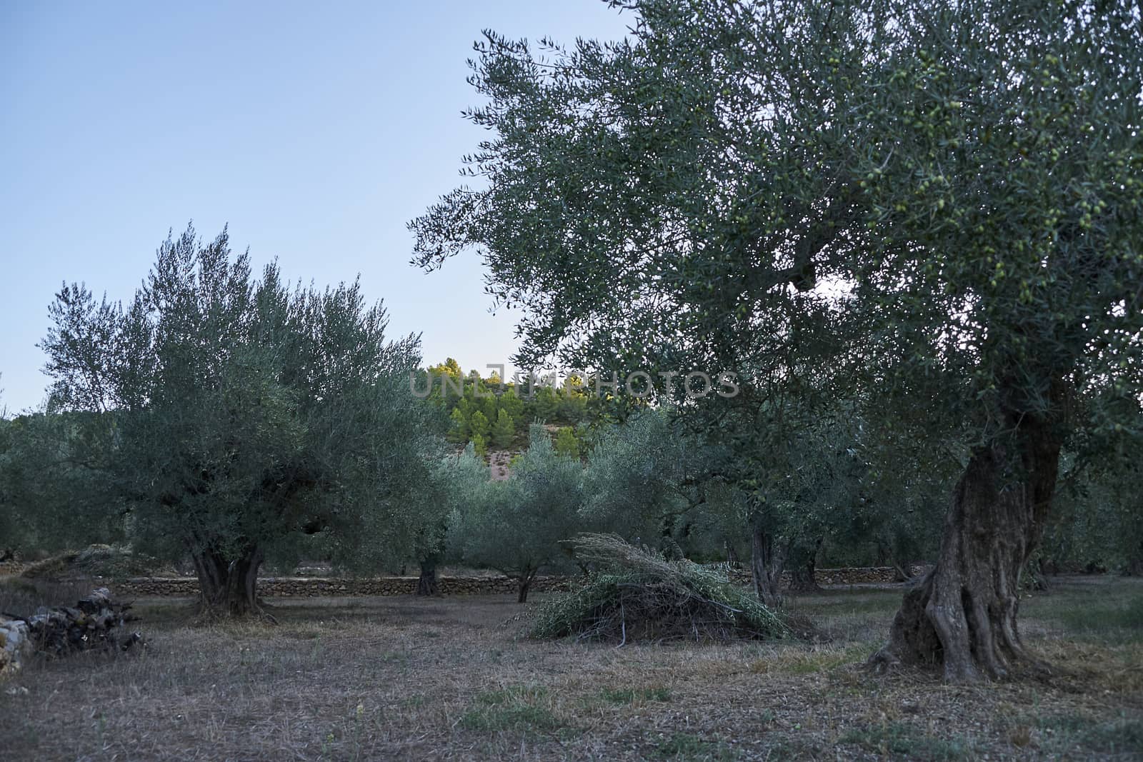 Olive groves full of olives for harvest by raul_ruiz