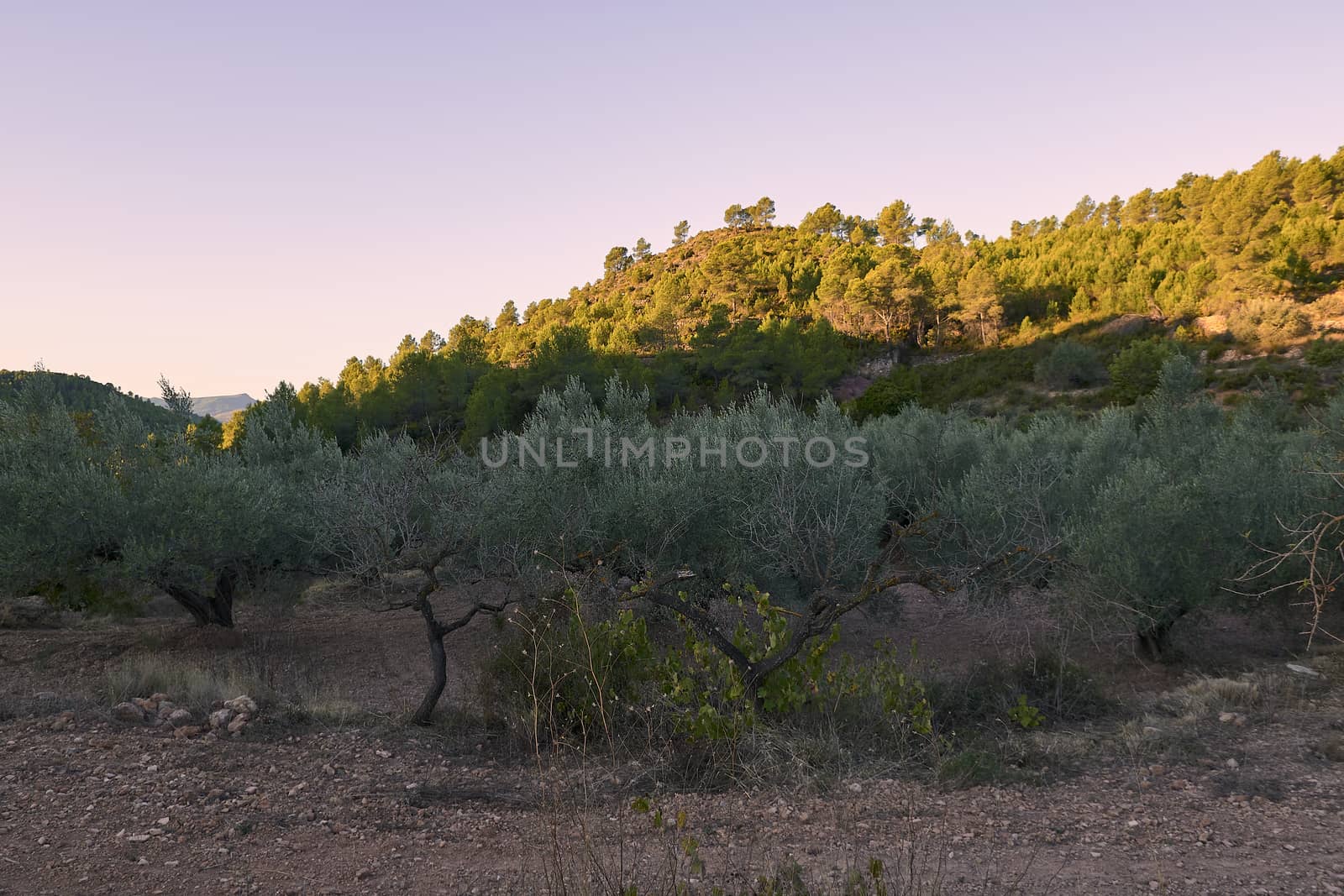 Olive groves full of olives for harvest by raul_ruiz