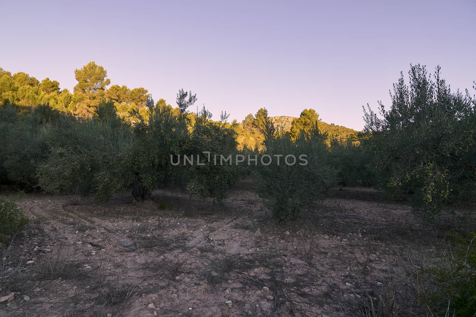 Olive fields full of olives for harvest, organic farming, centenary trees