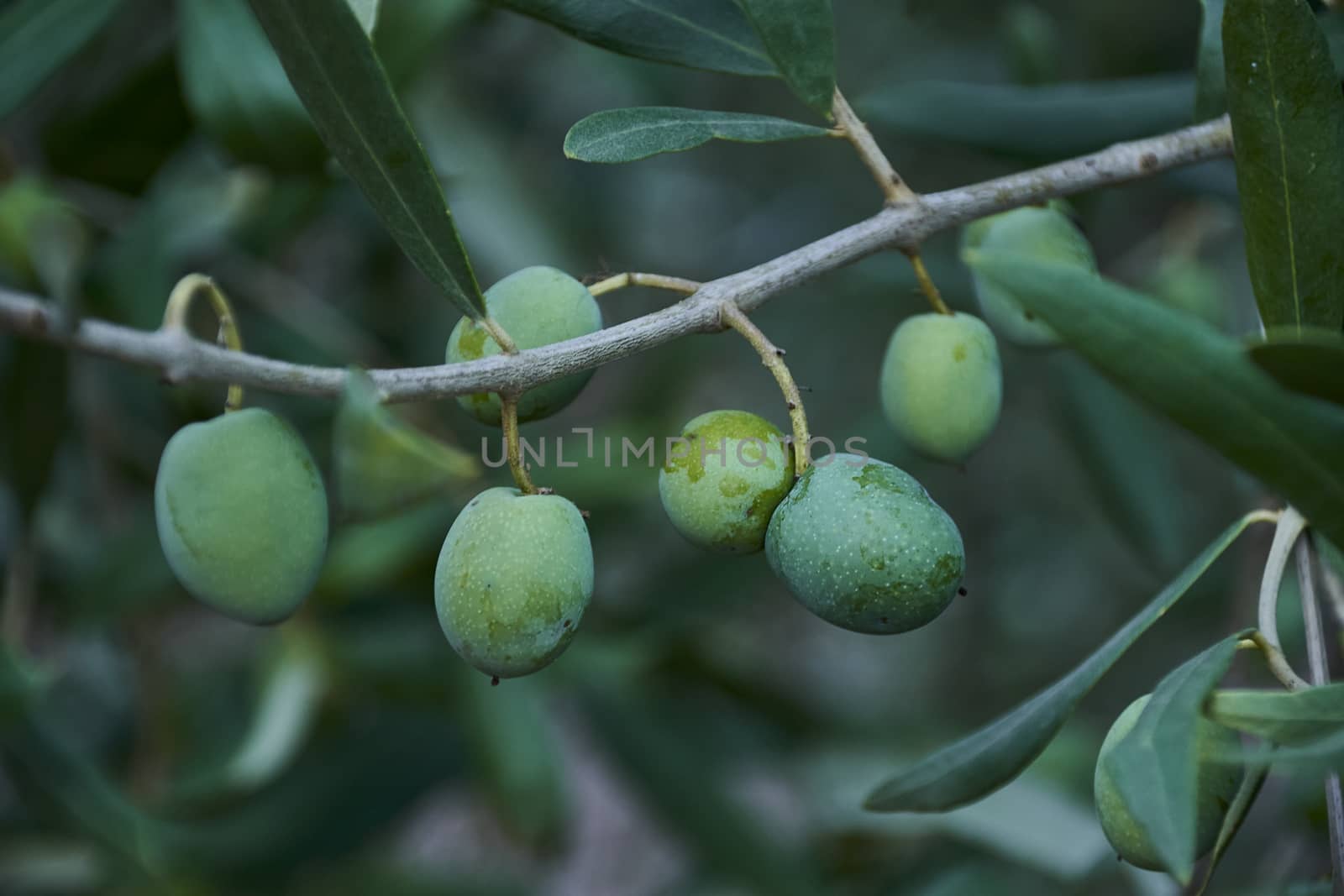 Detail of olive branch full of olives, macro photography, oil