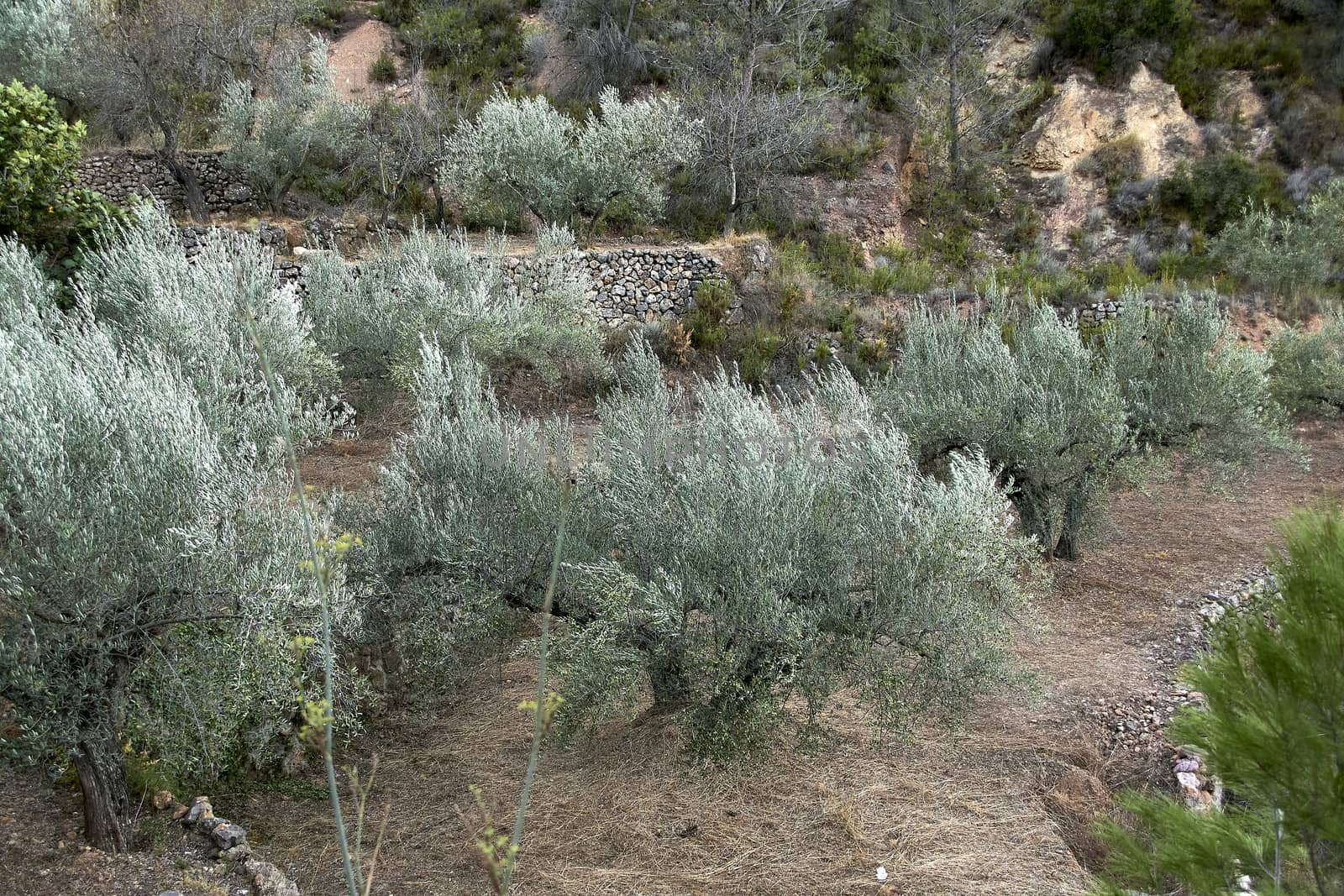 Olive groves full of olives for harvest by raul_ruiz