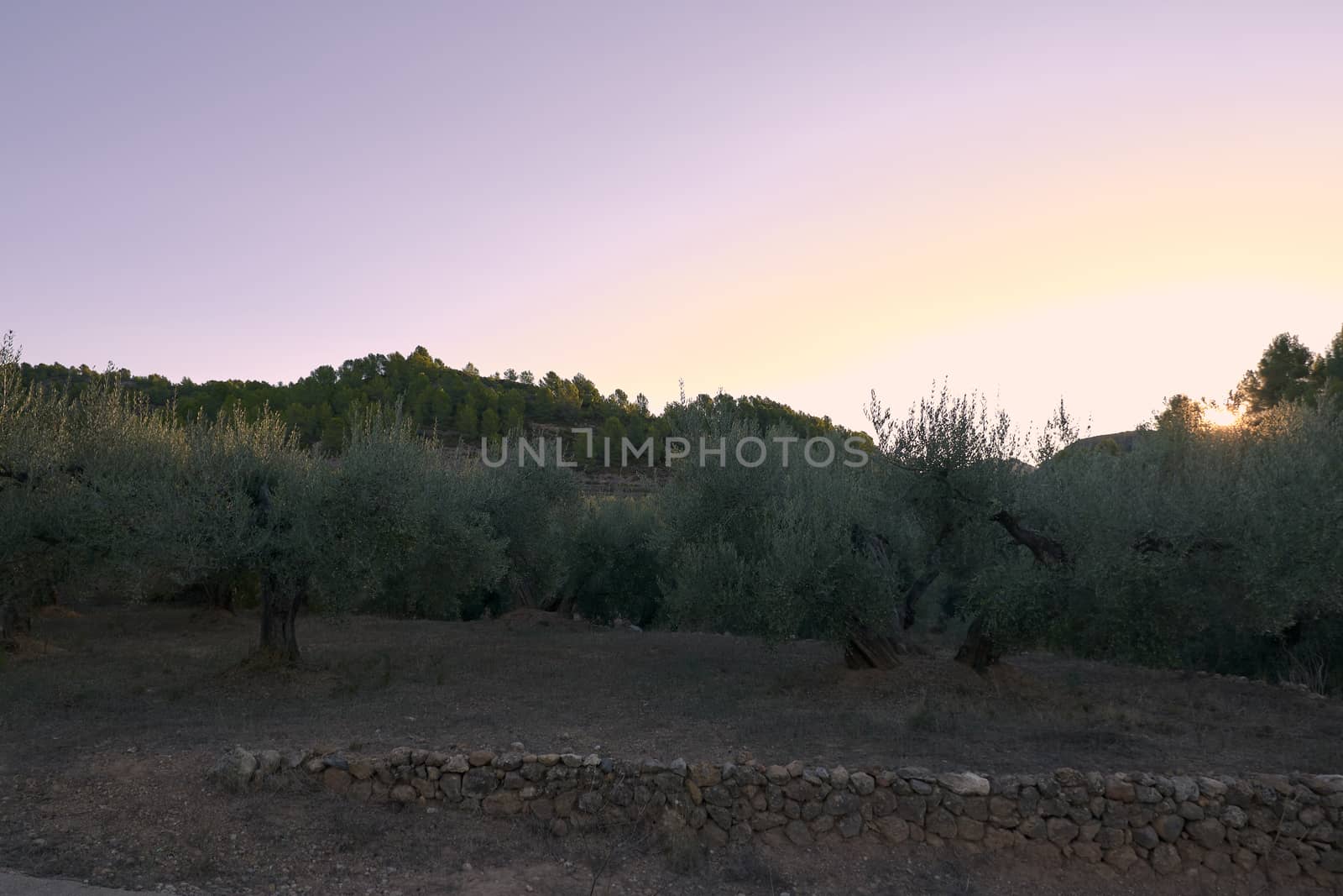 Olive groves full of olives for harvest by raul_ruiz