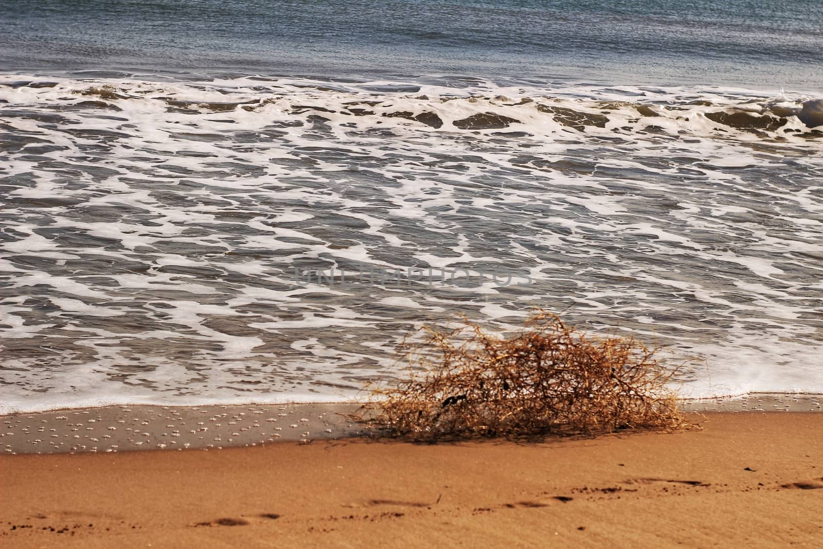 Dry plant pushed by the wind on the shore