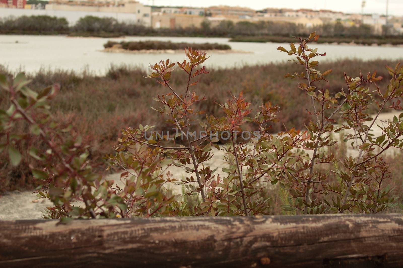 Wetlands of Santa Pola in a cloudy day of winter. Santa Pola in the background