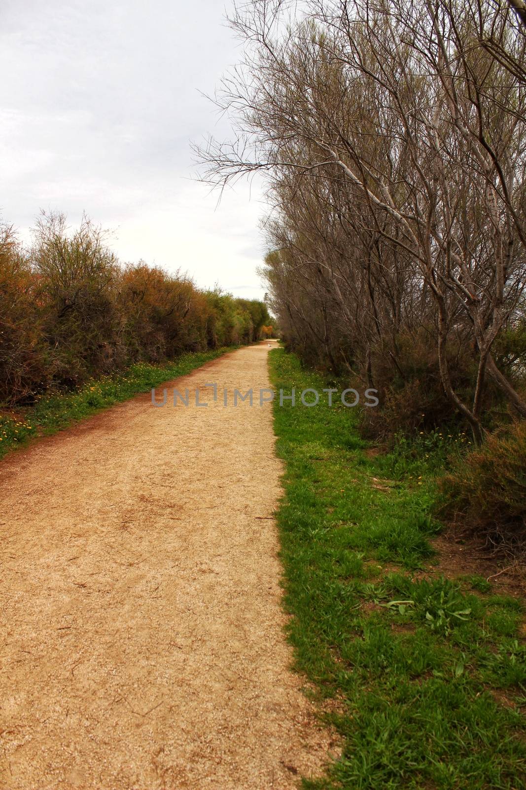 Path between vegetation by soniabonet