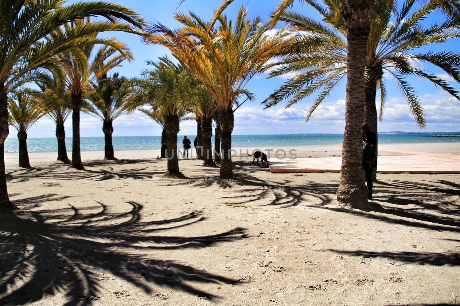 Oasis of palm trees on the beach in Santa Pola village, southern Spain in a cloudy day of Spring
