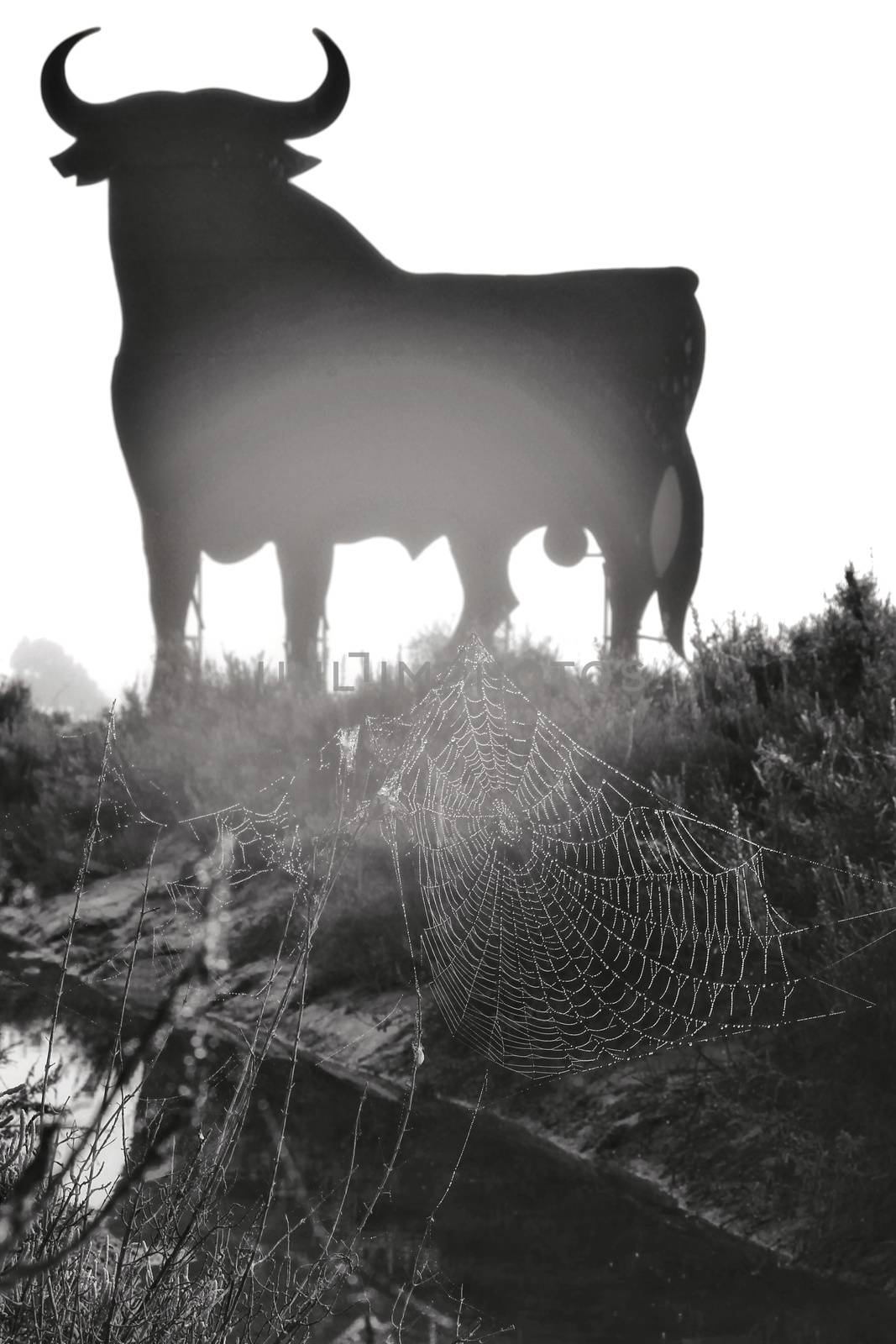 Santa Pola, Alicante, Spain- February 20, 2020: Spiderweb and Silhouette of the typical spanish Osborne bull in the salt pans of Santa Pola, Alicante on a foggy day. 